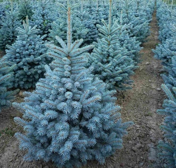 Ель колючая 'Супер Блю Сидлинг'
