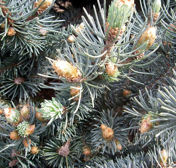 Ель колючая 'Глаука Глобоза'