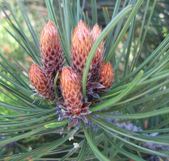 Сосна гельдрейха (боснийская, белокорая) 'Компакт Джем'