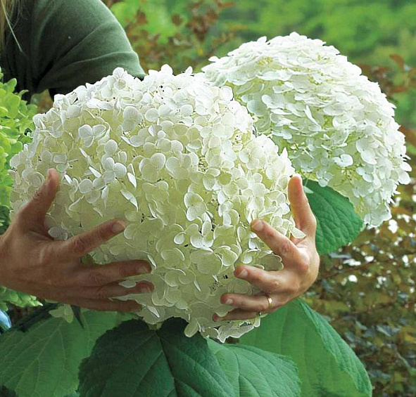 Гортензия древовидная 'Инкрэдибл'