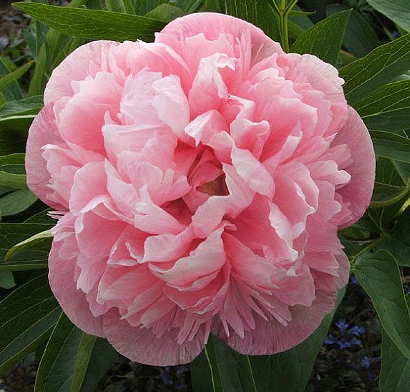 Пион лекарственный 'Мутабилис Плена' (креово - белый с розовым)