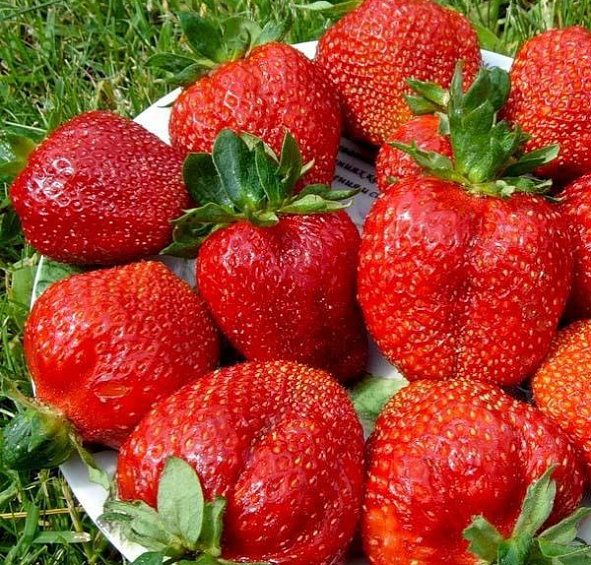 Земляника (клубника) 'Королева Елизавета  II' (ремонтантный)