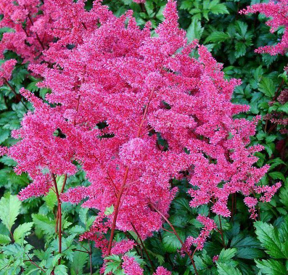 Астильба японская Везувий