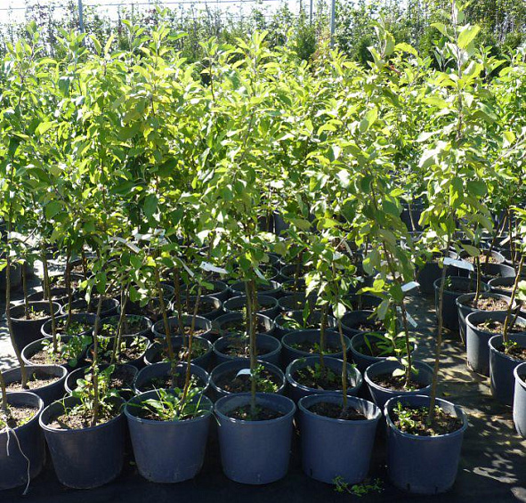 Яблоня домашняя 'Мечта'