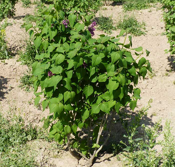 Сирень обыкновенная 'Рум фон Хорстенштайн' (пурпурно - голубая)