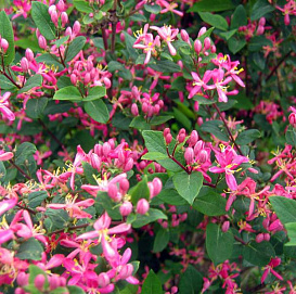 Жимолость татарская