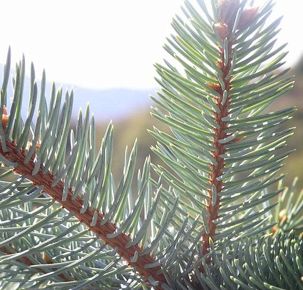 Ель колючая 'Хупси'