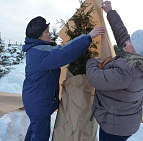Фотоальбом Укрытие туй от зимних солнечных ожогов Укрытие туй, садовый центр "Южный". Фото 9.