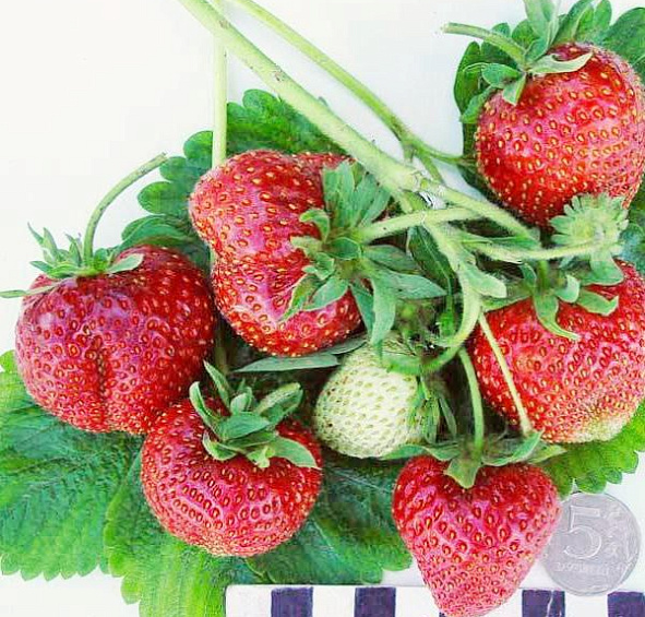 Земляника (клубника) 'Боровицкая'