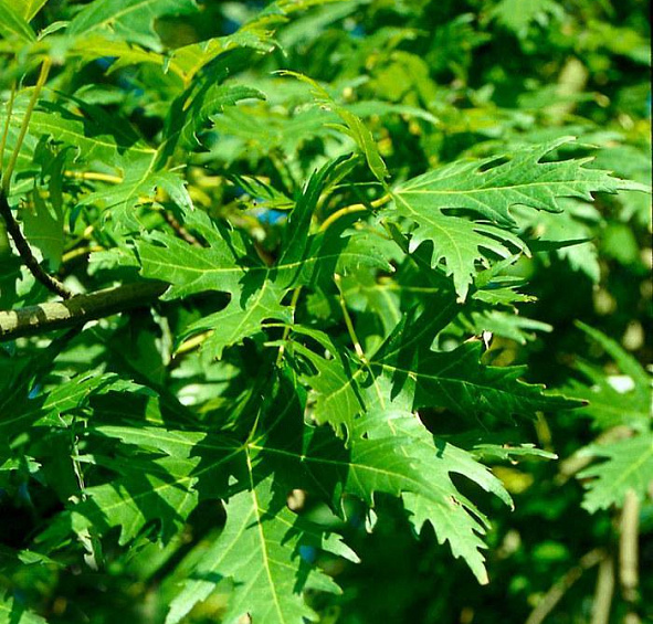 Клен сахарный (серебристый) 'Лациниатум Виери'