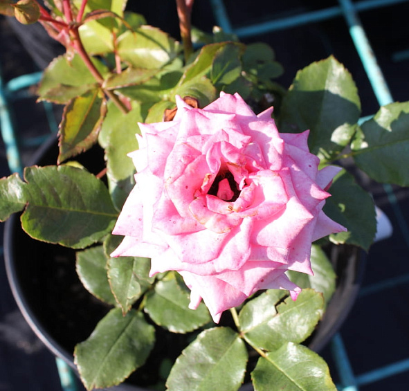  Роза Барбадос (Barbados)