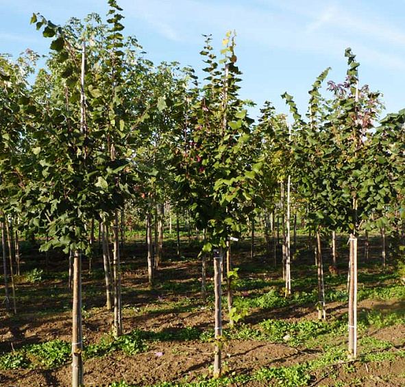 Липа крупнолистная