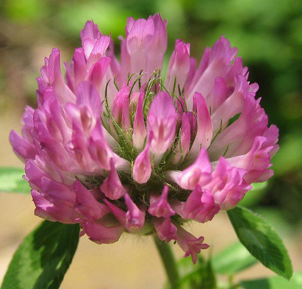 Газонные семена Клевер красный Лукрум 0,5кг