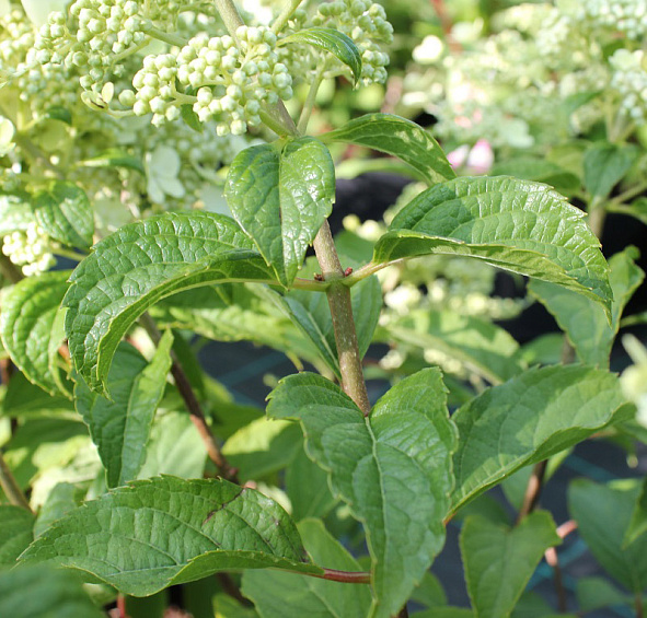 Гортензия метельчатая 'Брюсель Ласе'