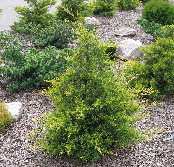 Можжевельник китайский 'Куривао Голд'