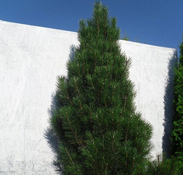 Сосна черная 'Пирамидалис'