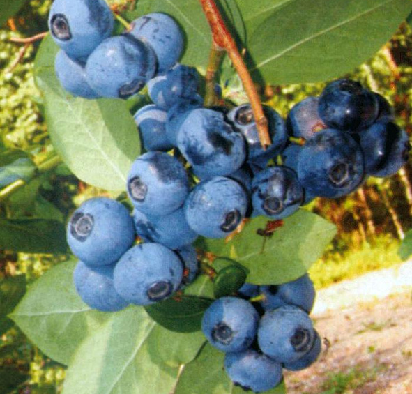 Голубика высокорослая 'Блюрей'