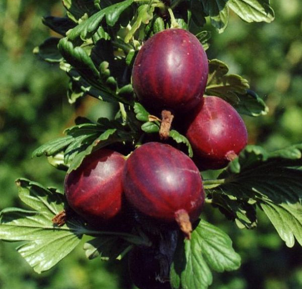 Крыжовник 'Черносливовый'