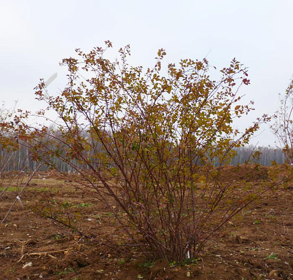 Спирея Вангутта