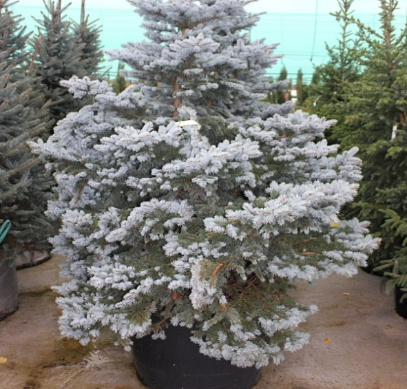 Крупномер ель колючая Монтгомери (Montgomery)