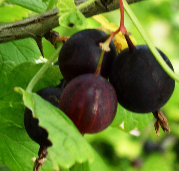 Крыжовник 'Казачок'