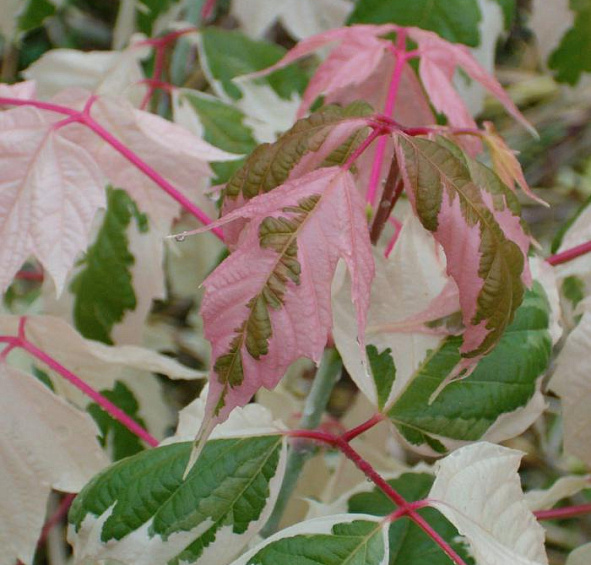 Клен ясенелистный 'Фламинго'