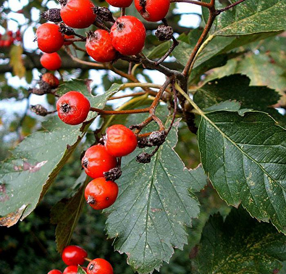 Рябина промежуточная (скандинавская)