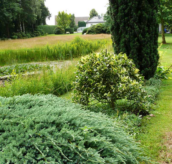 Можжевельник чешуйчатый 'Блу Карпет'