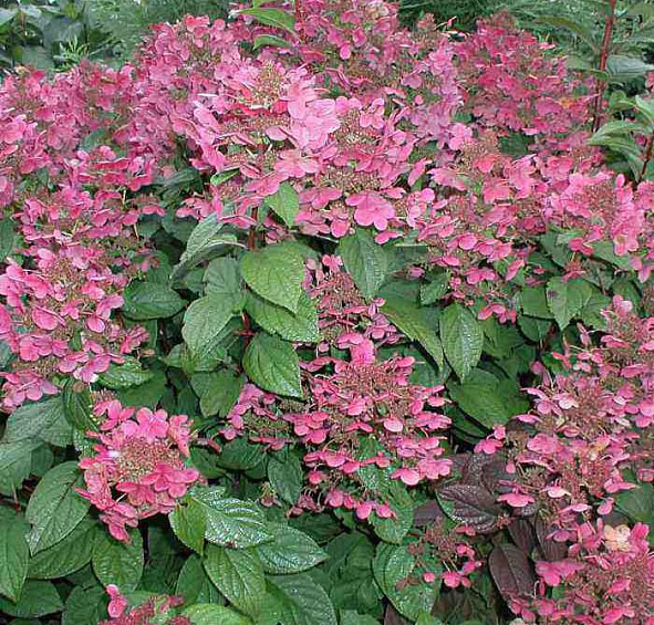 Гортензия метельчатая 'Эрли Сенсейшн'
