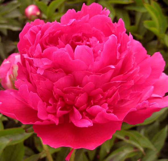 Пион молочноцветковый 'Ред Суприм' (малиново - розовый)