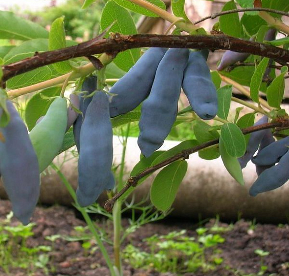 Жимолость съедобная 'Ленинградский великан'