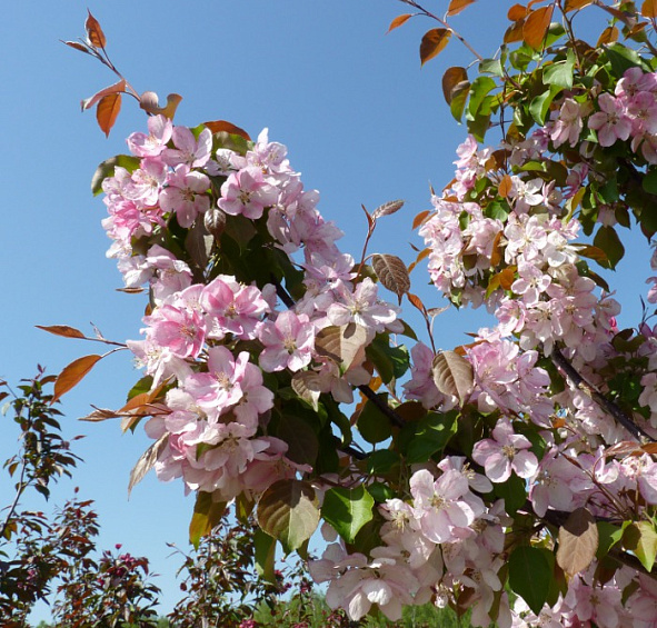 Яблоня декоративная 'Профьюжн'