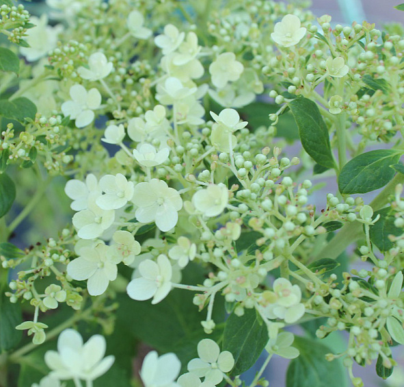 Гортензия метельчатая 'Бобо'