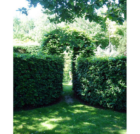 Дерен мужской