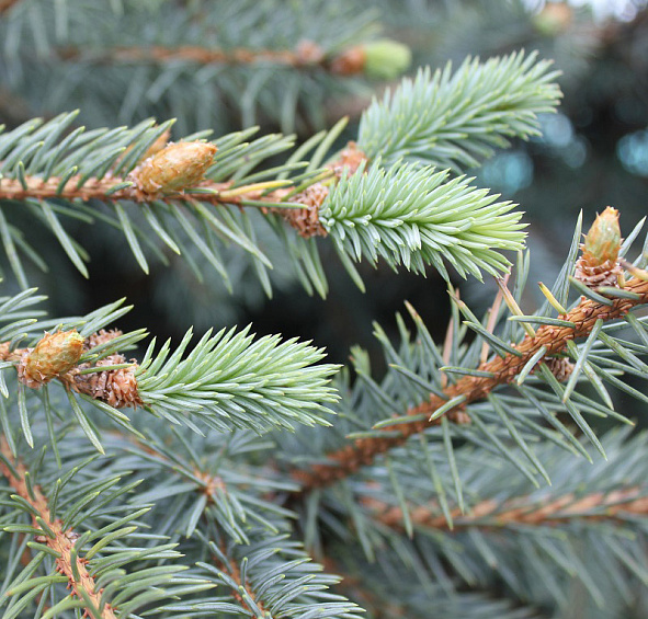 Ель колючая 'Глаука'