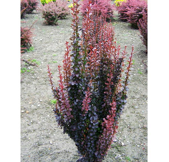 Барбарис Тунберга 'Хелмонд Пиллар'