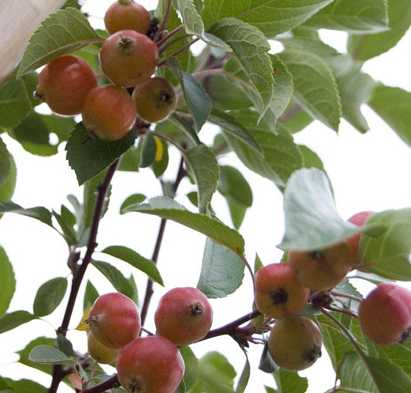 Яблоня декоративная 'Эверест'