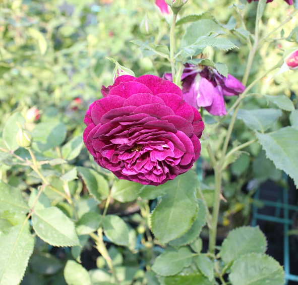 Роза 'Эбб Тайд' (флорибунда) (фиолетовая)