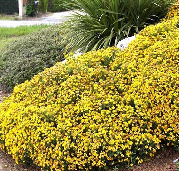 Дрок красильный 'Роял Голд'