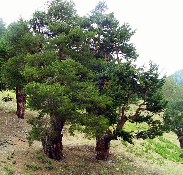 Сосна Черная (Pinus nigra)