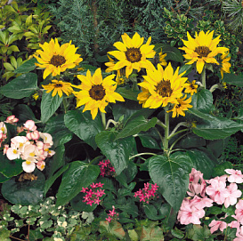 Подсолнечник 'Пачино Кола' (желтый)