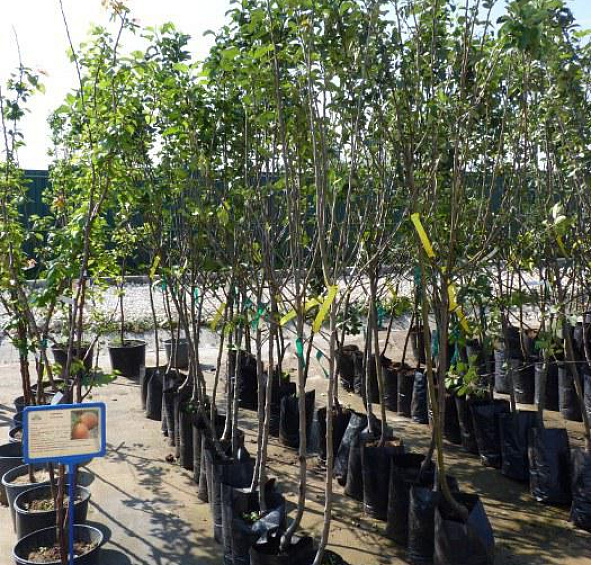 Яблоня домашняя 'Мельба' 