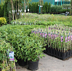 Фотоальбом Садовый центр Южный, 2012 г. Садовый центр Южный, 2012 г.