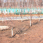 Фотоальбом Апрель в садовом центре (2012 г) Плодовый сад