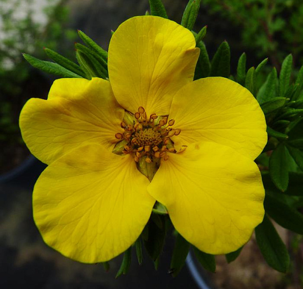 Лапчатка кустарниковая 'Голдфингер'