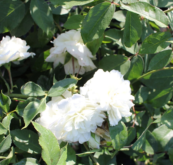 Роза 'Шнеевитхен' (шраб, флорибунда) (белая)