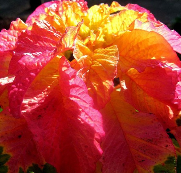 Амарант Трехцветный Еоли Сплендор