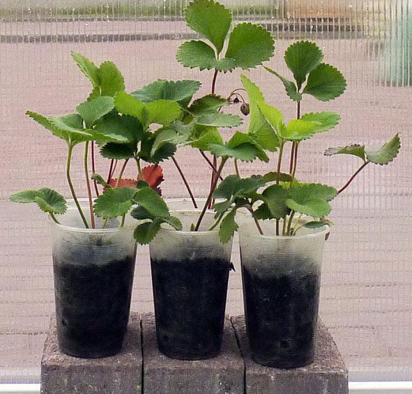 Земляника (клубника) 'Гигантелла'