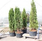 Фотоальбом Апрель в садовом центре (2012 г) Туя западная