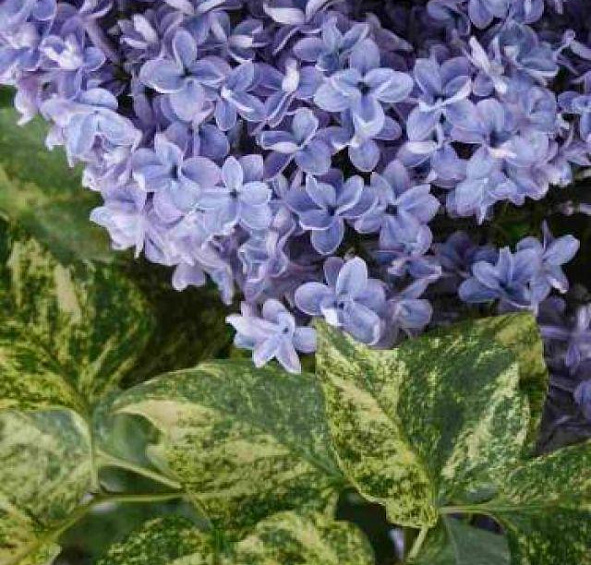 Сирень обыкновенная 'Аукубафолия' (сине - лиловая)